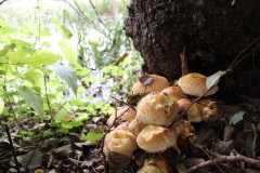 IMG_3814-ezgif.com-optijpeg